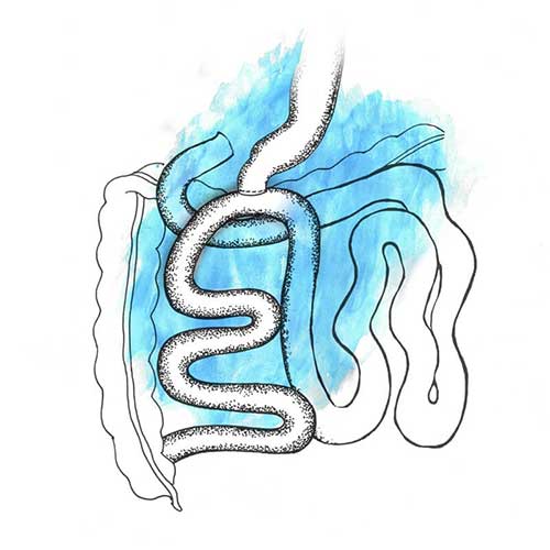 Digestive system image