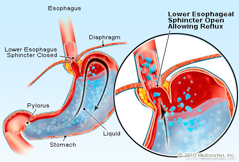 Digestive system image
