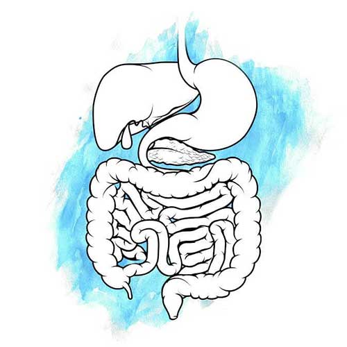 Digestive system image