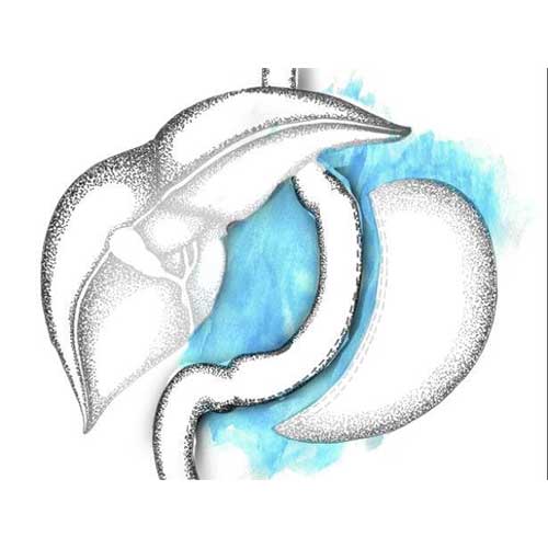 Digestive system image