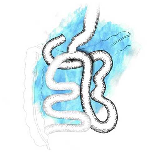 Digestive system image