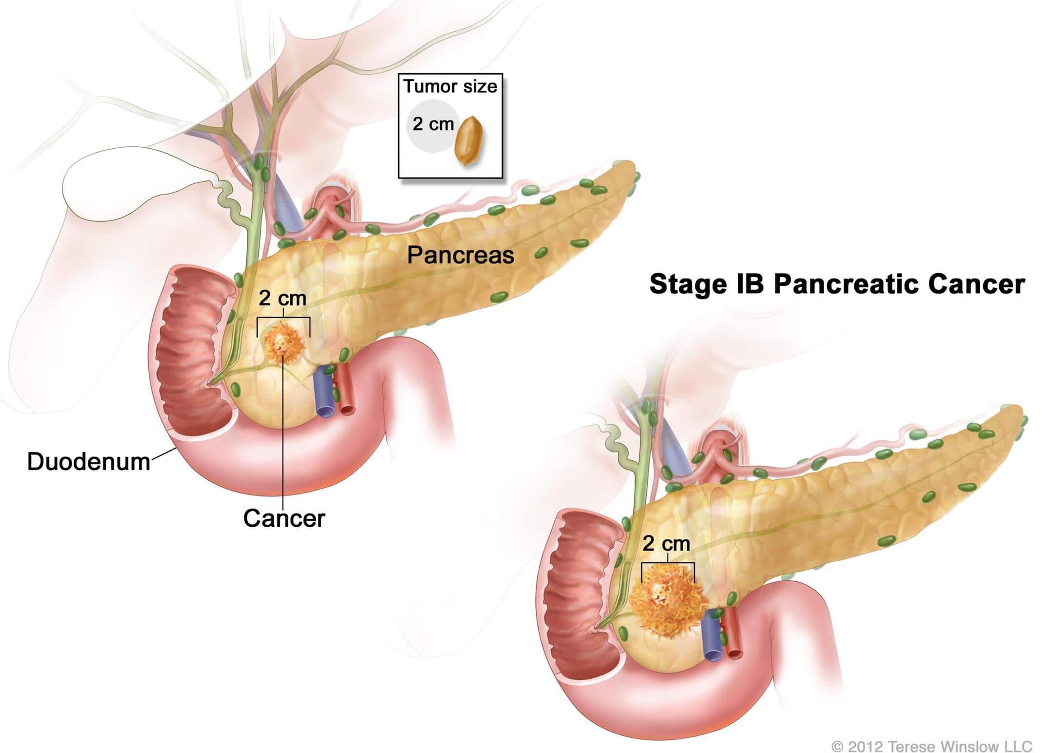 Digestive system image
