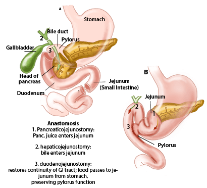 Digestive system image